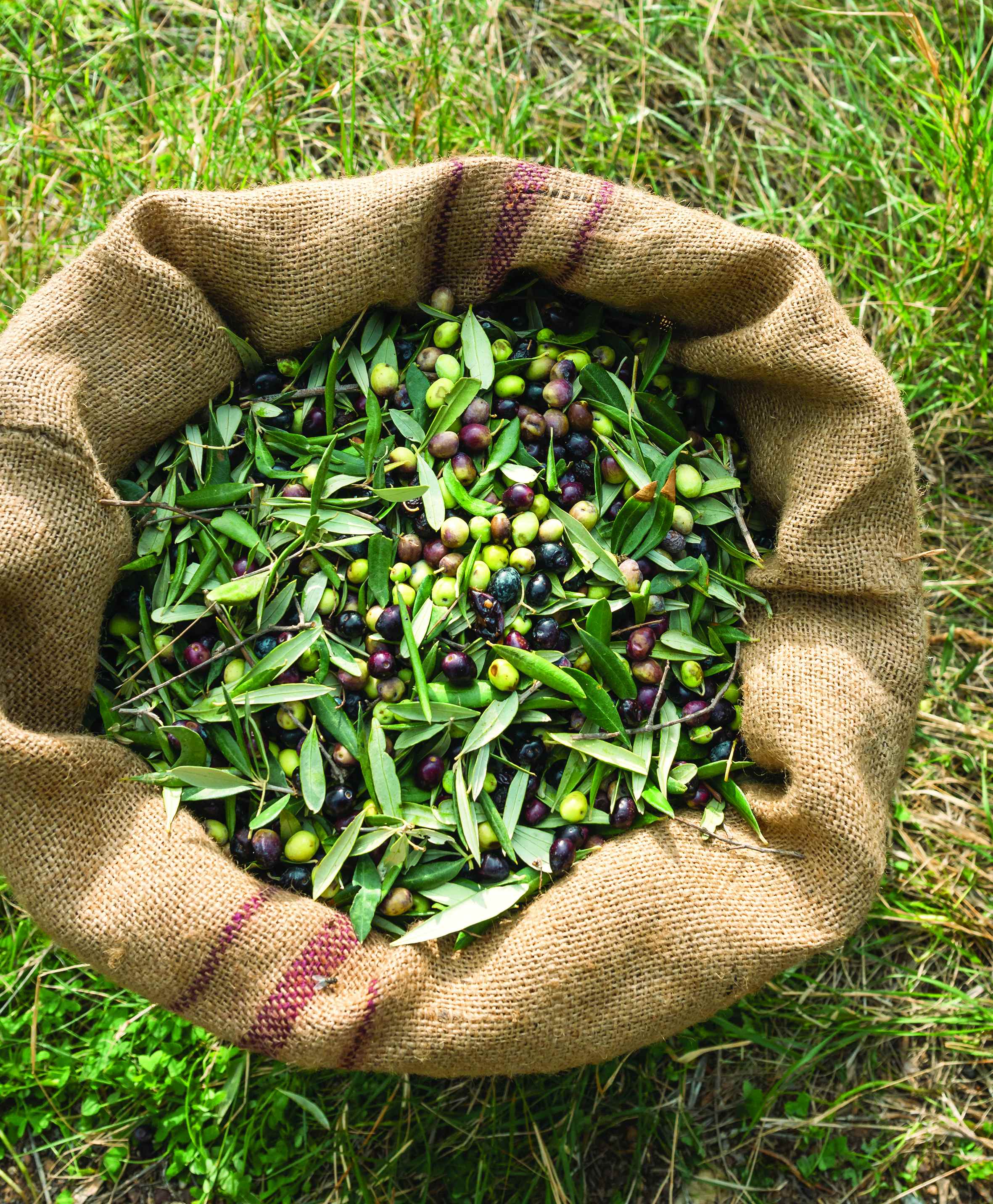 shutterstock_523738276vlWeH6HHjCChW Dalan d´Olive - Flüssigseife 300 ml